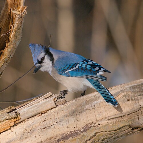 Blue Jay photographed in New York