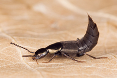 Philonthus decorus