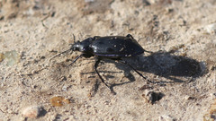 Calosoma macrum