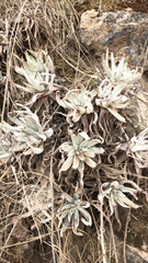 Dudleya virens hassei