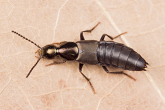 Philonthus decorus