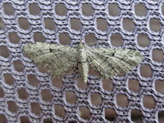 Eupithecia interruptofasciata