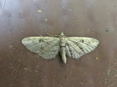 Eupithecia interruptofasciata