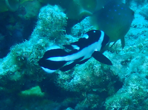 マダラタルミ