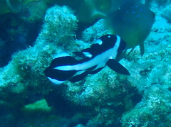 マダラタルミ