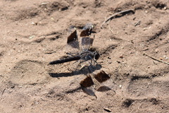 Brachythemis