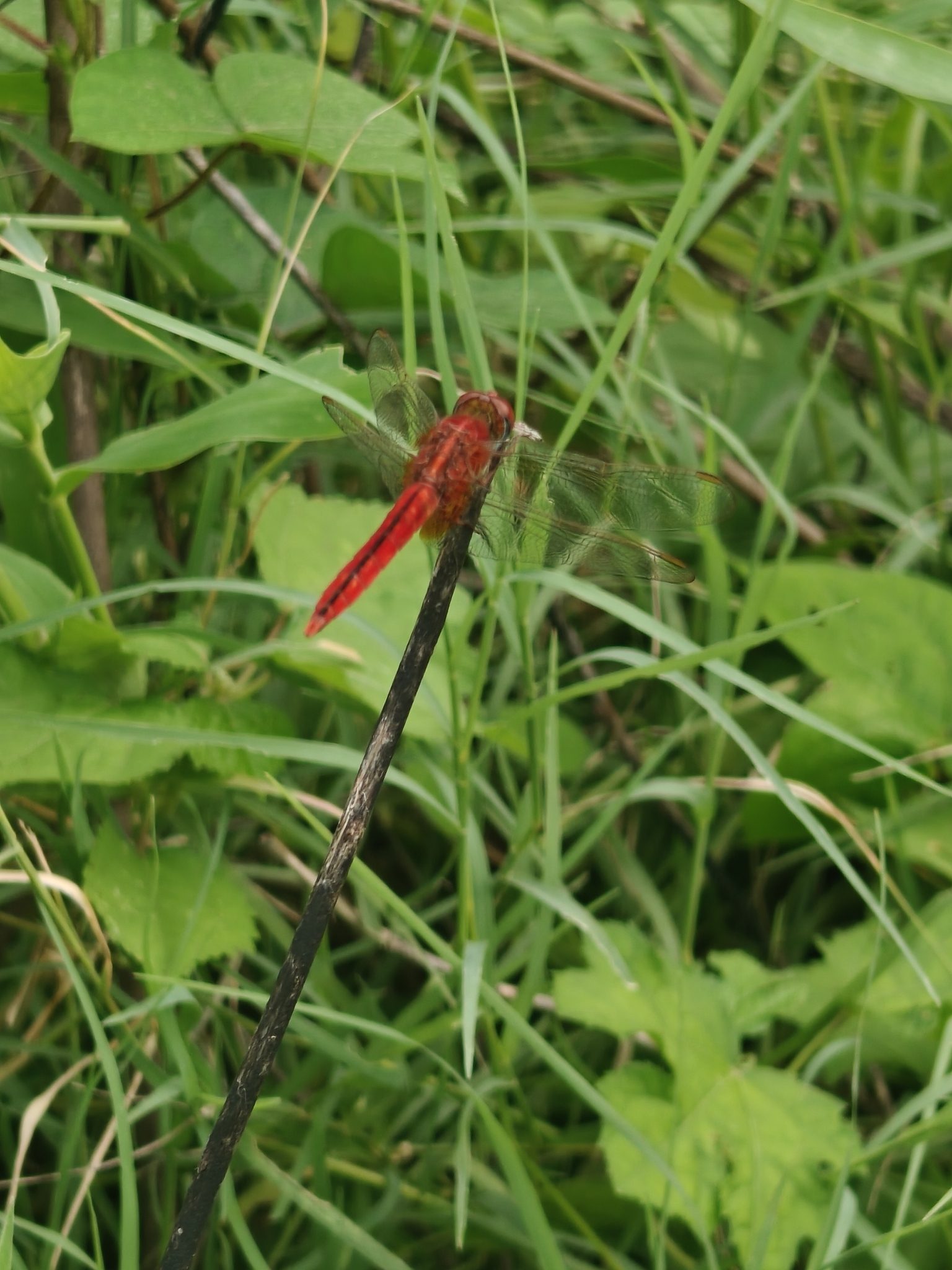 Scarlet Skimmer