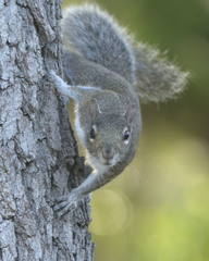 Sciurus carolinensis
