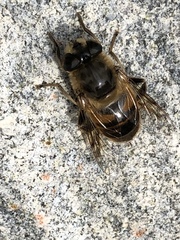 Eristalis tenax