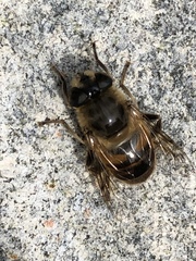 Eristalis tenax
