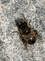 Eristalis tenax