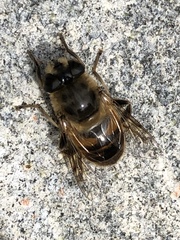 Eristalis tenax