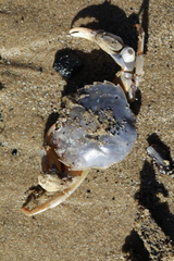 Liocarcinus