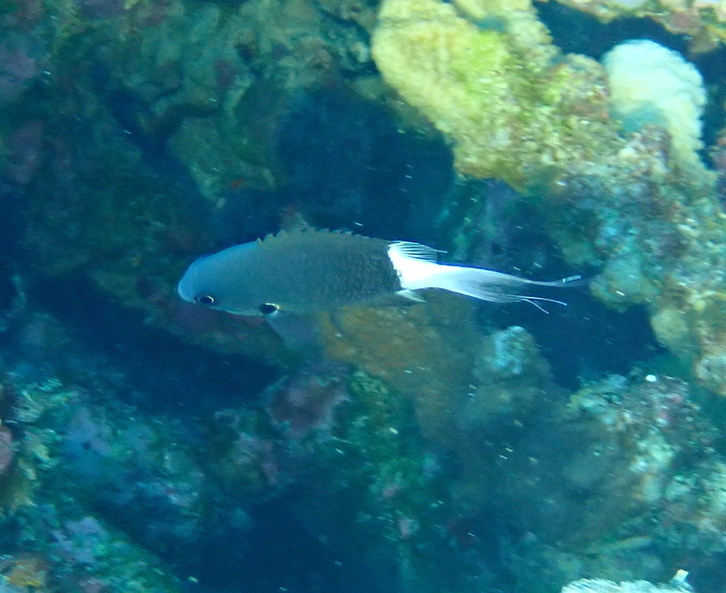 Bicolor Chromis