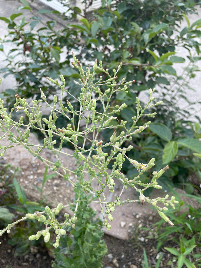 Lactuca sativa