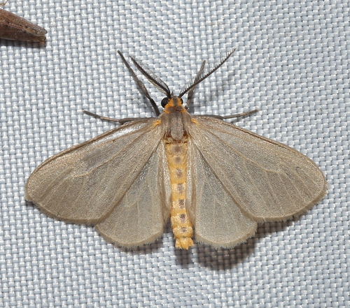 Mouse-colored Tiger Moth photo 4