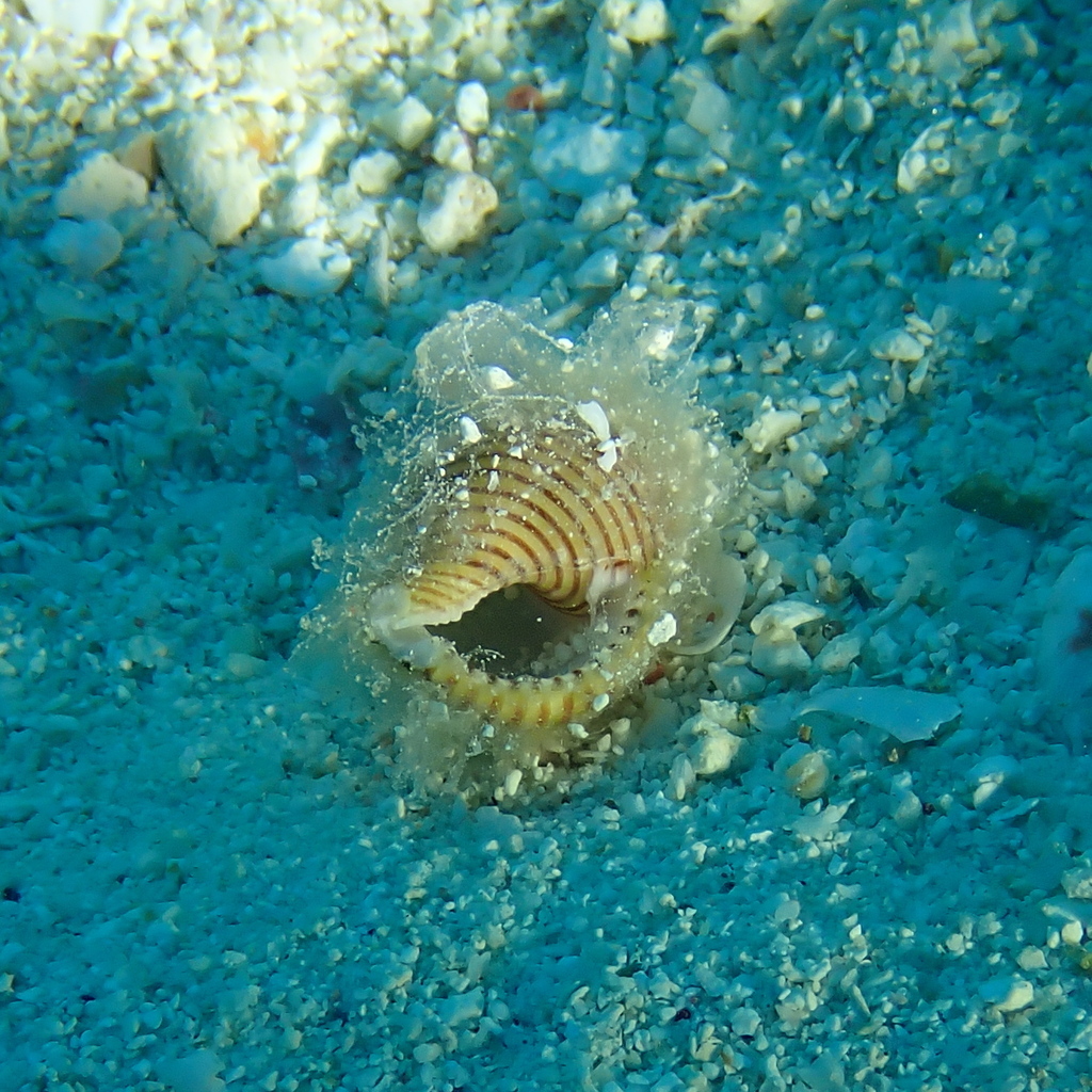 Lesser girdled triton