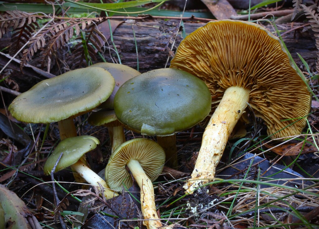 Cortinarius austrovenetus · June 2025 · photo: © beau_meister (iNaturalist, cc-by)