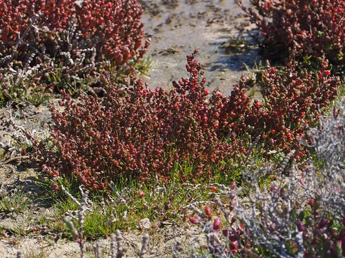 Grey Samphire (Tecticornia halocnemoides)