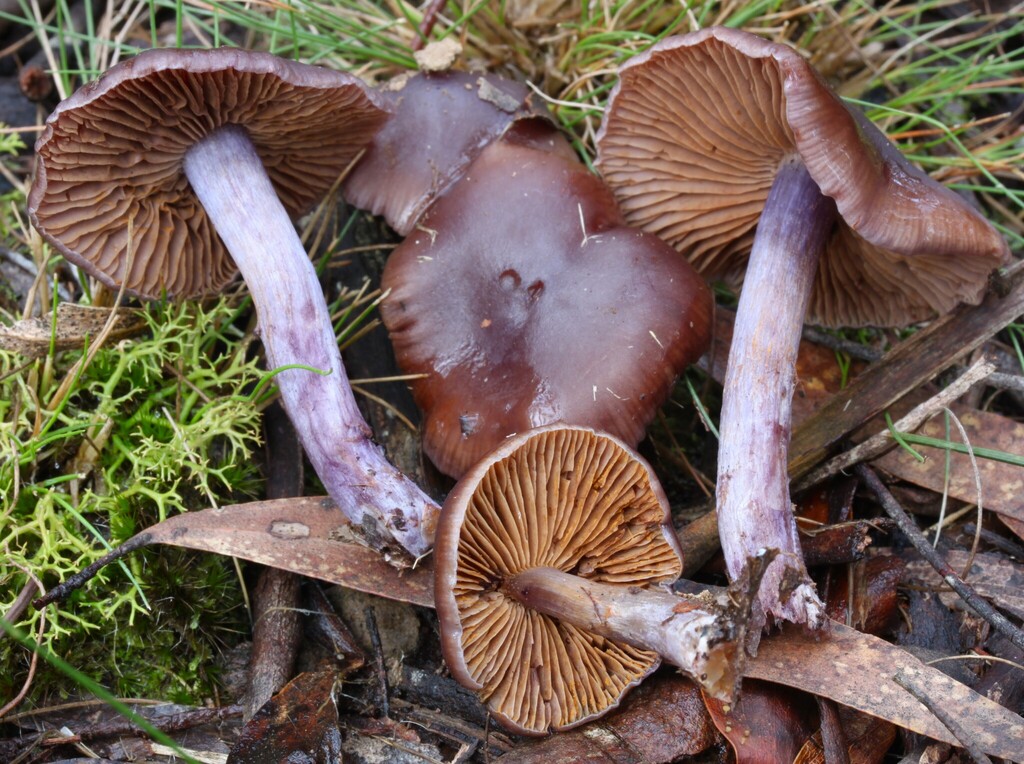 Thaxterogaster submagellanicus · June 2025 · photo: © beau_meister (iNaturalist, cc-by)