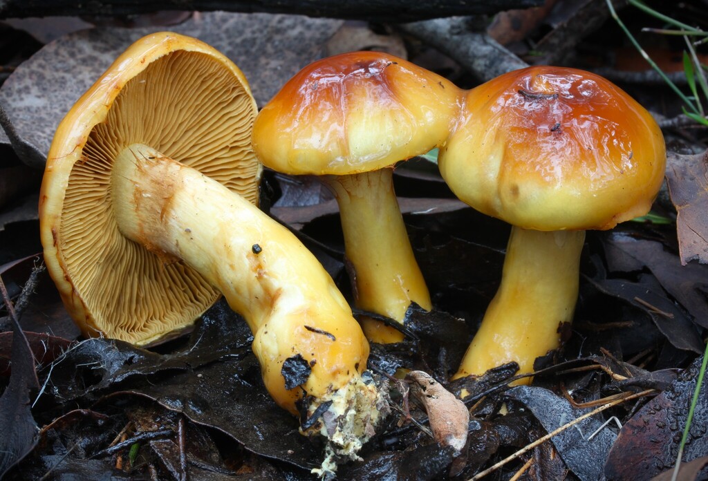 Cortinarius sinapicolor · June 2025 · photo: © beau_meister (iNaturalist, cc-by)
