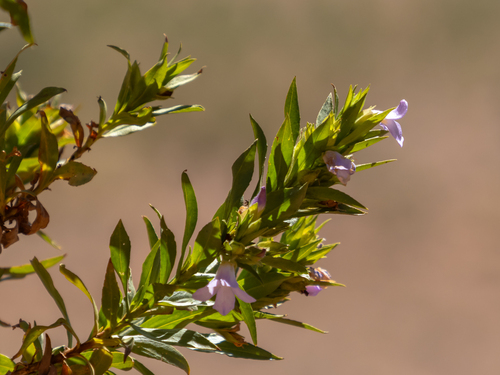 Eremophila elderi observed 2024-06-02