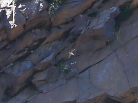 Western House Martin