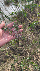 Leptospermum obovatum, photograph (c) Bryce Watts-Parker, some rights reserved (CC BY)