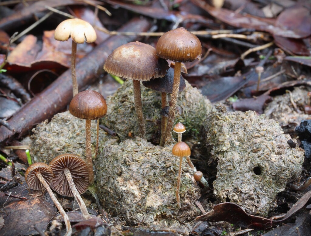 Psilocybe alutacea · June 2025 · photo: © beau_meister (iNaturalist, cc-by)