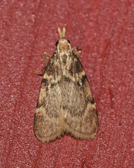 Acallis alticolalis