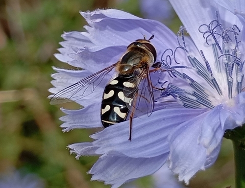 Photo of Eurasian Smoothwing (Scaeva pyrastri)