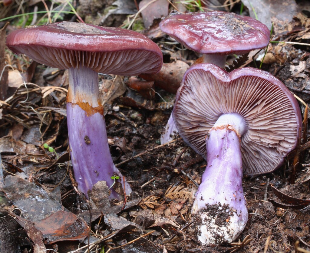 Cortinarius archeri · June 2025 · photo: © beau_meister (iNaturalist, cc-by)