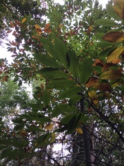 Castanea sativa