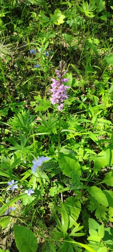 Common Spotted Orchid