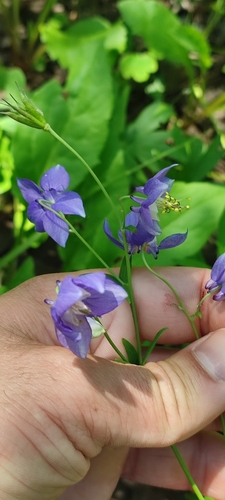 Aquilegia parviflora