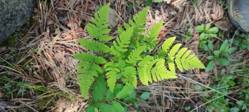 northern oak fern