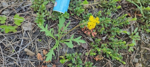 Patrinia sibirica