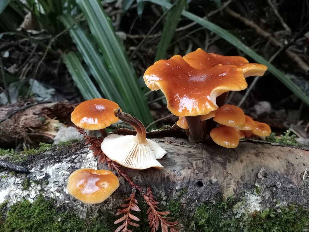 Flammulina velutipes · June 2025 · photo: © john_barkla (iNaturalist, cc0)