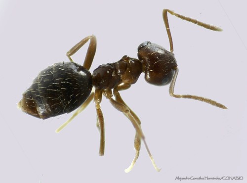 Brachymyrmex gagatesBrachymyrmex gagates