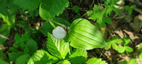 Spotted Lady's Slipper