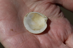 Dosinia exoleta