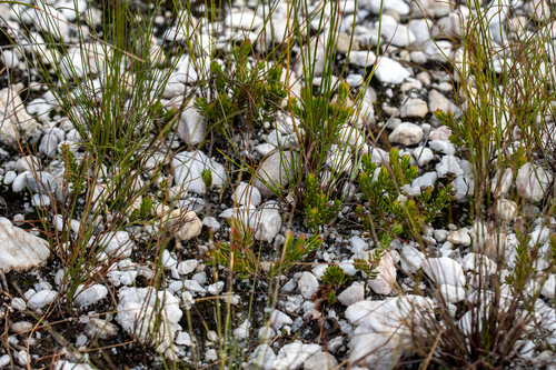 Squeezy Heath (Erica extrusa)