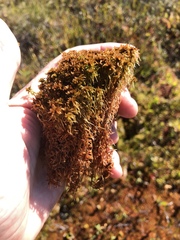 Sphagnum fuscum