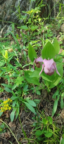 large-flowered cypripedium