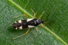 Dryophilocoris flavoquadrimaculatus