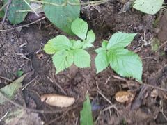 Roseodendron donnell-smithii