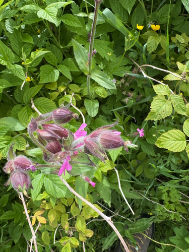 red campion