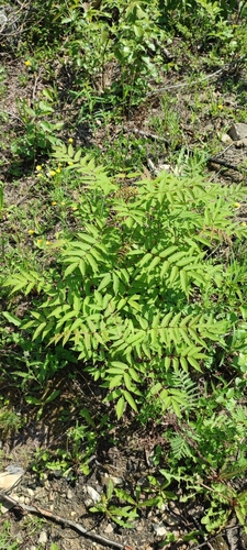 Sorbaria