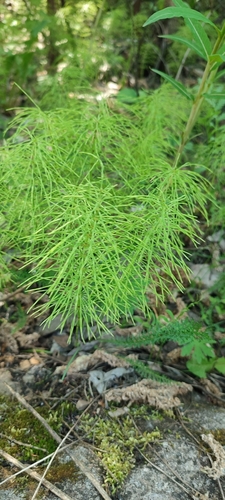 meadow horsetail