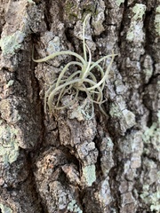 Tillandsia recurvata image